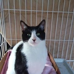 柄が個性的ミクちゃん