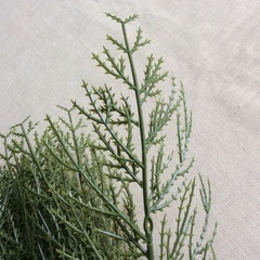 フェイクグリーン　杉　枝　クリスマス　40本（20本は600円）の画像