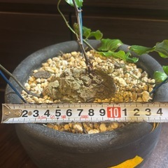 冬型塊根の王様 アフリカ亀甲竜 ｜陶器リメイク鉢の画像