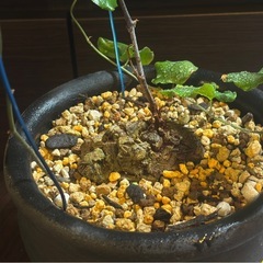 冬型塊根の王様 アフリカ亀甲竜 ｜陶器リメイク鉢の画像