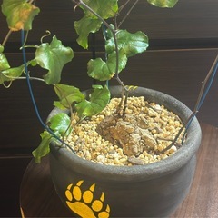 冬型塊根の王様 アフリカ亀甲竜 ｜陶器リメイク鉢の画像