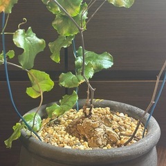 冬型塊根の王様 アフリカ亀甲竜 ｜陶器リメイク鉢の画像