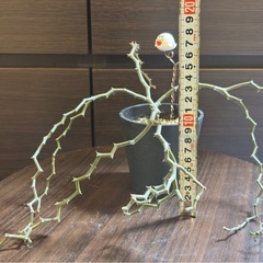 希少　 デカリア・マダガスカリエンシス ジグザグの木  発根済 【手渡し】の画像