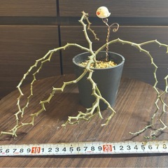 希少　 デカリア・マダガスカリエンシス ジグザグの木  発根済 【手渡し】の画像