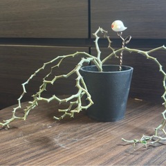 希少　 デカリア・マダガスカリエンシス ジグザグの木  発根済 【手渡し】の画像