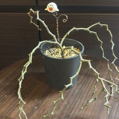 希少　 デカリア・マダガスカリエンシス ジグザグの木  発根済 【手渡し】の画像