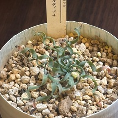 アルブカ・コンコルディアナ 螺旋葉 現地系冬型多肉 3号鉢【一点物・手渡し】の画像