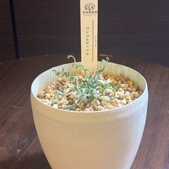 アルブカ・コンコルディアナ 螺旋葉 現地系冬型多肉 3号鉢【一点物・手渡し】の画像