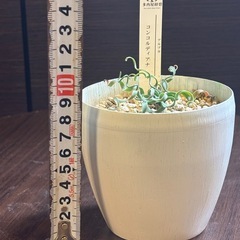 アルブカ・コンコルディアナ 螺旋葉 現地系冬型多肉 3号鉢【一点物・手渡し】の画像