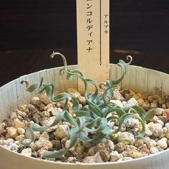 アルブカ・コンコルディアナ 螺旋葉 現地系冬型多肉 3号鉢【一点物・手渡し】の画像