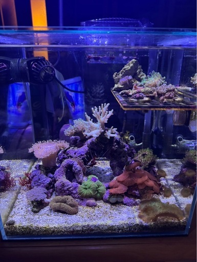 サンゴ水槽セット　　30センチキューブ