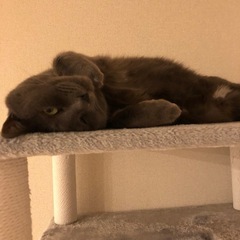 飼い主　持病により