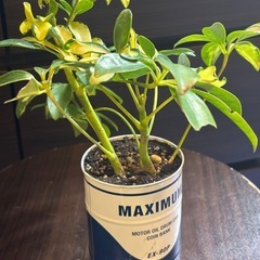 斑入り シェフレラ・トリネッティ 缶鉢
の画像