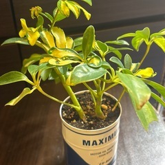 斑入り シェフレラ・トリネッティ 缶鉢
の画像