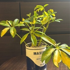 斑入り シェフレラ・トリネッティ 缶鉢
の画像