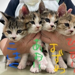 可愛いミケちゃん♡生後2ヶ月♡こはくちゃん