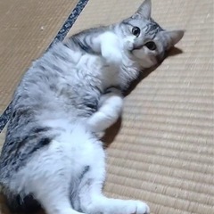 グレーキジ白♡甘えん坊な女の子♡6ヶ月くらい