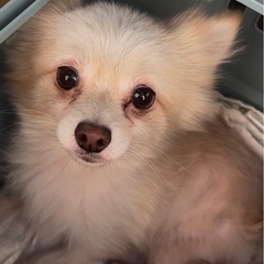 ポメラニアン︎︎ ♀4歳