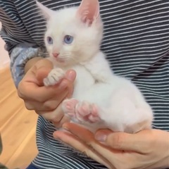 シャム？ほぼ白猫♡美しい子猫♡1〜2ヶ月