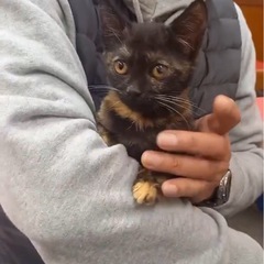 小さなサビちゃん♡可愛いすぎる子猫♡2〜3ヶ月