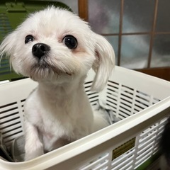 マルポメMIX︎︎ ♀3歳