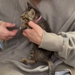 小さなキジちゃん♀♡1〜2ヶ月♡女の子