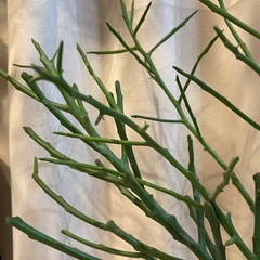 ミルクプッシュ、ユーフォルビアフィヘレネンシスの画像