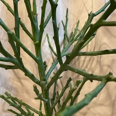 ミルクプッシュ、ユーフォルビアフィヘレネンシスの画像