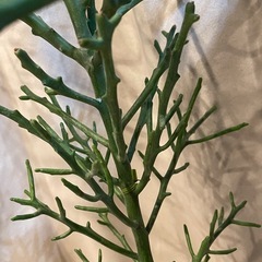 ミルクプッシュ、ユーフォルビアフィヘレネンシスの画像