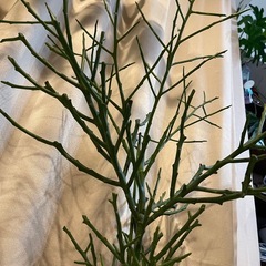 ミルクプッシュ、ユーフォルビアフィヘレネンシスの画像