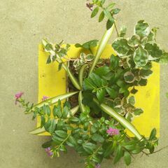 壁掛けハンギングの画像