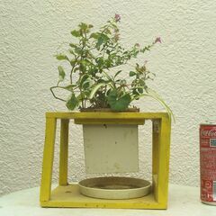 壁掛けハンギングの画像