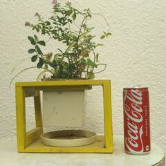 壁掛けハンギングの画像