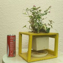 壁掛けハンギングの画像