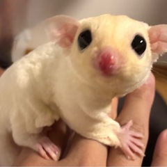 モモンガ　リューシ　オス