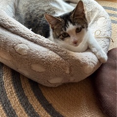 キジしろのちび太（女の子）里親募集