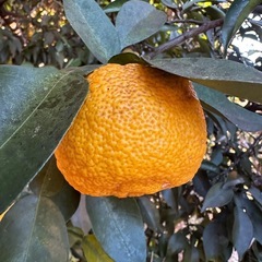 🍊【無農薬・安心】もぎたて柚子 収穫体験！🍋 