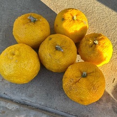 🍊【無農薬・安心】もぎたて柚子 収穫体験！🍋  - 比企郡