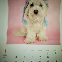 2026  壁掛けカレンダーの画像