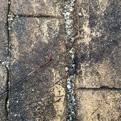 釣具 鮎ころがし silstarの画像