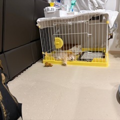 犬ゲージの画像