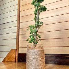 観葉植物　ポリシャスとガラス製鉢カバーの画像