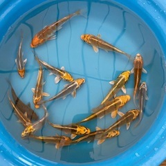 残りわずか黄金、麒麟、落ち葉系統の画像