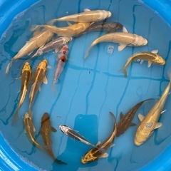 残りわずか黄金、麒麟、落ち葉系統の画像