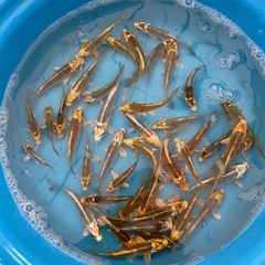 残りわずか黄金、麒麟、落ち葉系統の画像