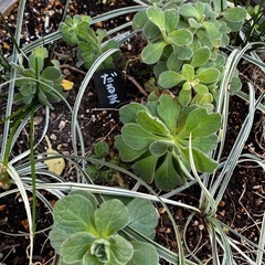 ☆だるま菊の苗☆の画像