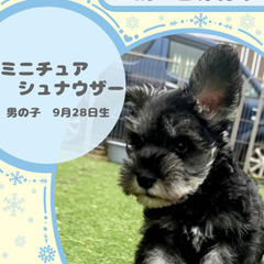ミニチュアシュナウザーの男の子