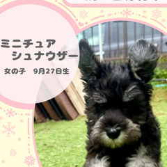 ミニチュアシュナウザーの女の子