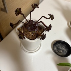 観葉植物 黒法師　の画像