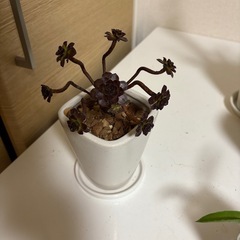 観葉植物 黒法師　の画像